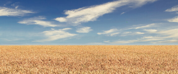 panoramic wide nature background, wheat field against sky on sunny day © Christian Horz