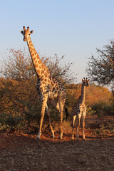 Giraffe / Giraffe / Giraffa camelopardalis.