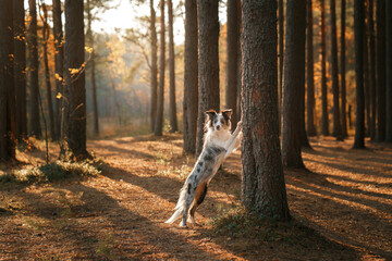 dog in nature. Autumn mood. Border collie put paws on a tree. Pet in leaf fall in the forest
