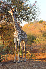 Giraffe / Giraffe / Giraffa camelopardalis