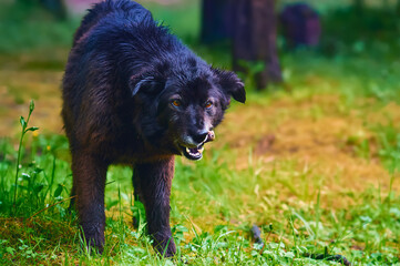 Portrait of an abandoned stray dog with a bone in his teeth at the edge of the forest. The black fur of the animal is disheveled. Attentive watchful eye.