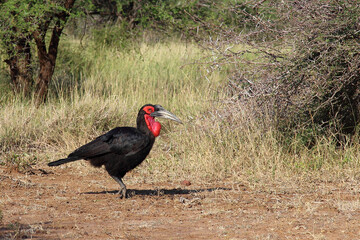 Kaffernhornrabe / Southern ground hornbill / Bucorvus leadbeateri