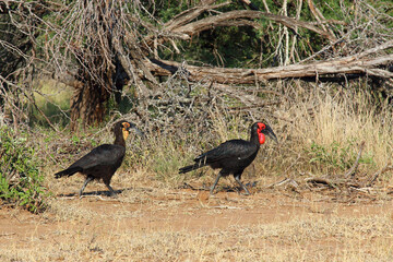 Kaffernhornrabe / Southern ground hornbill / Bucorvus leadbeateri. © Ludwig