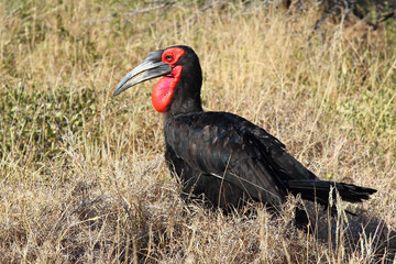 Kaffernhornrabe / Southern ground hornbill / Bucorvus leadbeateri