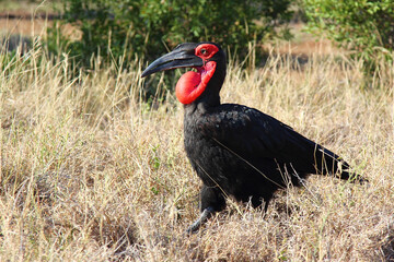 Kaffernhornrabe / Southern ground hornbill / Bucorvus leadbeateri