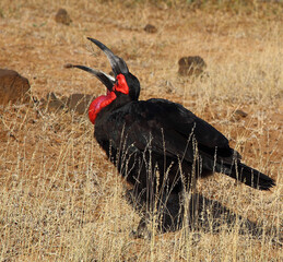 Kaffernhornrabe / Southern ground hornbill / Bucorvus leadbeateri..