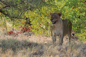 Afrikanischer Löwe / African lion / Panthera leo.