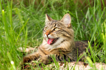 Cat languishes in the heat lying on the ground with its tongue out. Tabby domestic cat on a walk outdoors. The cat is sitting in green grass with open mouth. Walk with a pet cat summer heat. 4K video - Powered by Adobe
