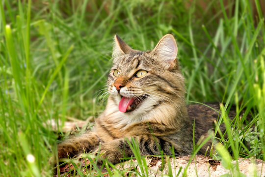 Cat languishes in the heat lying on the ground with its tongue out. Tabby domestic cat on a walk outdoors. The cat is sitting in green grass with open mouth. Walk with a pet cat summer heat. 4K video