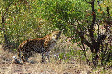 Leopard / Leopard / Panthera pardus.