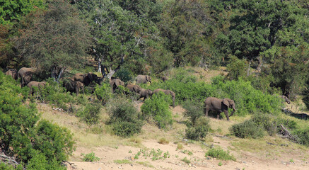 Afrikanischer Elefant am Timbavati River/ African elephant at Timbavati River / Loxodonta africana.