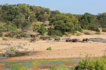 Fototapeta na wymiar Afrikanischer Elefant im Timbavati River/ African elephant in Timbavati River / Loxodonta africana.