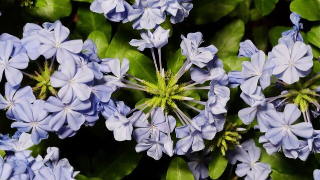 Time lapse of blooming blue Plumbago flowers (Plumbago auriculata Lam.). These flowers are common in home gardens and they thrive in warm tropic climates worldwide, 4k footage studio shot top view.