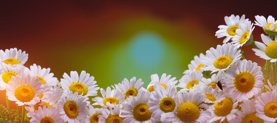 Sunset time close-up daisies. Beautiful panoramic daisy flowers background