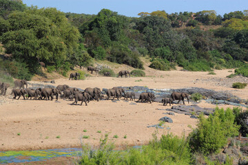 Naklejka na ściany i meble Afrikanischer Elefant im Timbavati River/ African elephant in Timbavati River / Loxodonta africana.
