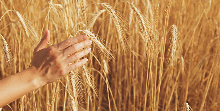 Female farmer in a process quality control on a wheat field, checking the spikelets. Cropped shot of a woman's hand touching the wheat ears. Close up, copy space for text, background.