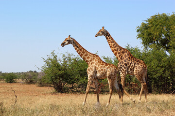 Naklejka na ściany i meble Giraffe / Giraffe / Giraffa camelopardalis