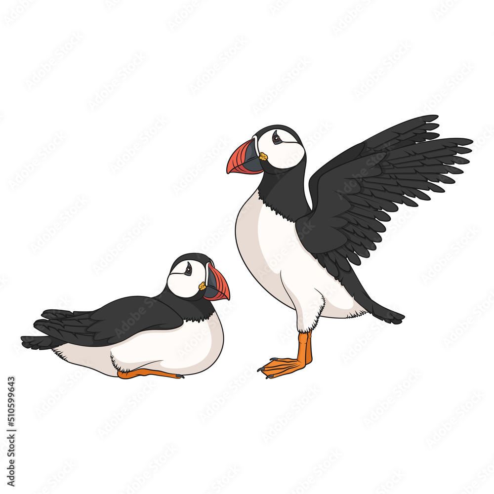 Poster colored set illustrations with puffin bird. isolated vector objects on a white background.