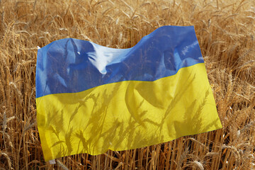 Ukrainian national flag lying on the wheat filed illuminated by soft sunset light as symbol of...