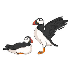 Colored set illustrations with puffin bird. Isolated vector objects on a white background.