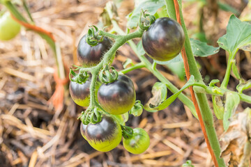 Blue kumato tomato still in the bush