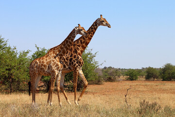 Giraffe / Giraffe / Giraffa camelopardalis