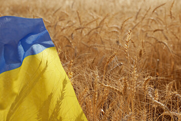 Ukrainian national flag lying on the wheat filed illuminated by soft sunset light as symbol of upcoming food crisis. Close up, copy space for text, background.