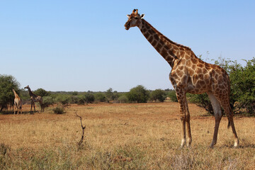 Giraffe / Giraffe / Giraffa camelopardalis