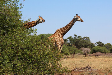 Giraffe / Giraffe / Giraffa camelopardalis