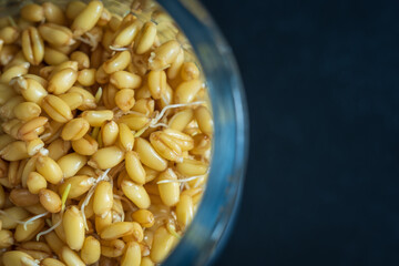 germinated wheat grain sprouts inside glass tray closeup