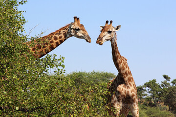 Giraffe / Giraffe / Giraffa camelopardalis