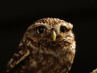 owl