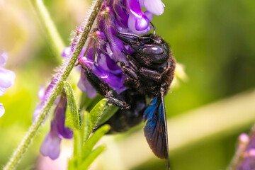 Violet Carpenter bee Xylocopa violacea pollinates a purple flower on a field. Pollination concept....