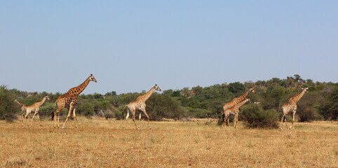 Giraffe / Giraffe / Giraffa camelopardalis.