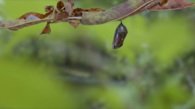 Monarch butterfly emerging from chrysalis timelapse - nature