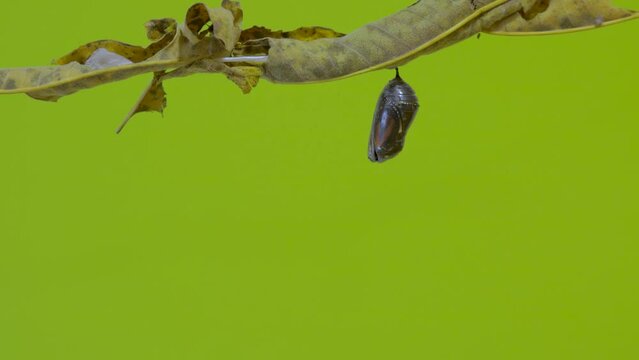 Timelapse of monarch butterfly emerging from chrysalis on leaf - green screen