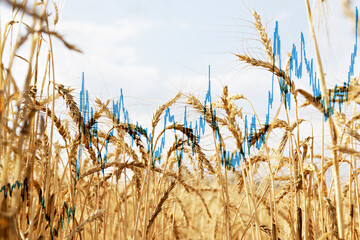Close up shot of golden wheat ears at large cultivation field in soft orange midday light. Harvesting season concept. Copy space for text, background.
