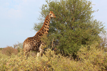 Giraffe / Giraffe / Giraffa camelopardalis