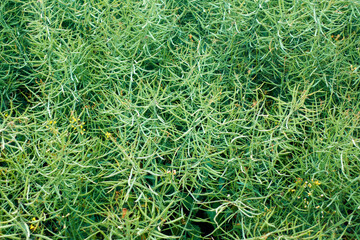 Field of green ripe rapeseed