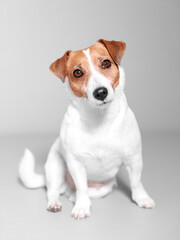 Front studio portrait of small adorable dog Jack Russell Terrier siting on grey background turning head to side and looking into camera