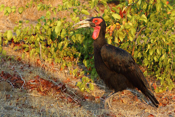 Kaffernhornrabe / Southern ground hornbill / Bucorvus leadbeateri