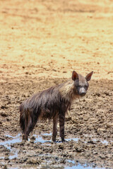 Brown Hyena in the Kgalagadi