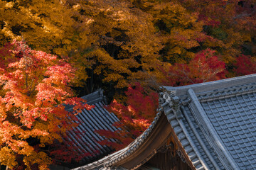 Overlooking Japanese temple atrium and autumn leaves
