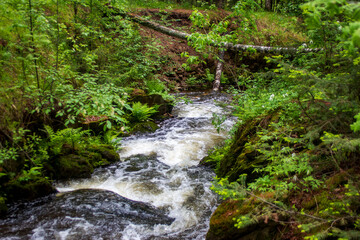 Obraz premium waterfall in the forest
