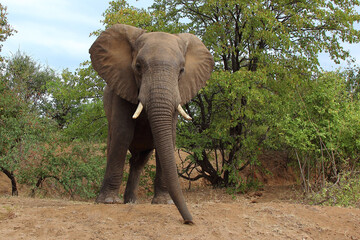 Afrikanischer Elefant / African elephant / Loxodonta africana