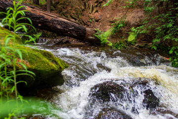 Fototapeta premium forest river