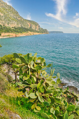 Scenery with sea and trees