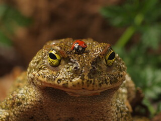 frog, ladybug
