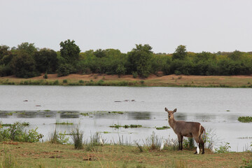 Wasserbock am Letaba River / Waterbuck at Letaba River / Kobus ellipsiprymnus
