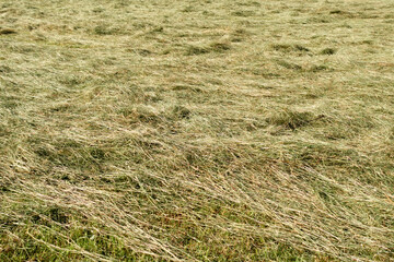 Mowed grass lies on the field. Straw dries on the field